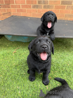 Foto №2 zu Ankündigung № 171281 zu verkaufen labrador retriever - einkaufen Dänemark züchter