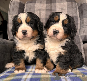 Zusätzliche Fotos: Atemberaubende Berner Sennenhundewelpen