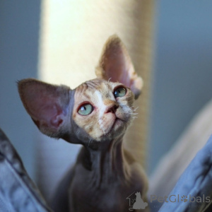 Foto №2 zu Ankündigung № 171387 zu verkaufen devon rex - einkaufen Lettland quotient 	ankündigung