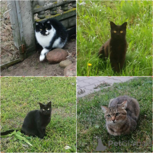 Foto №1.  - zum Verkauf in der Stadt Minsk | Frei | Ankündigung № 165133