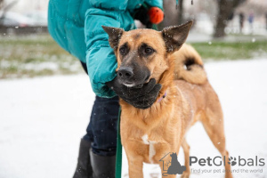Foto №2 zu Ankündigung № 12788 zu verkaufen mischlingshund - einkaufen Russische Föderation quotient 	ankündigung