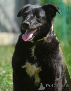 Foto №3. Gerda auf der Suche nach dem treuen Freund.. Russische Föderation