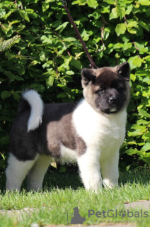 Foto №3. Amerikanischer Akita. Russische Föderation