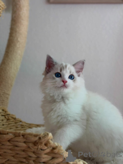 Foto №1. ragdoll-katze - zum Verkauf in der Stadt Helond | verhandelt | Ankündigung № 170644