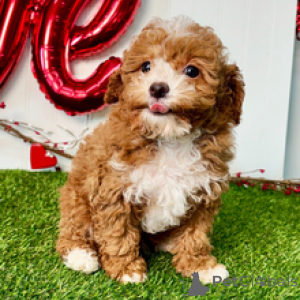 Foto №4. Ich werde verkaufen pudel (toy) in der Stadt Düsseldorf. quotient 	ankündigung - preis - 350€