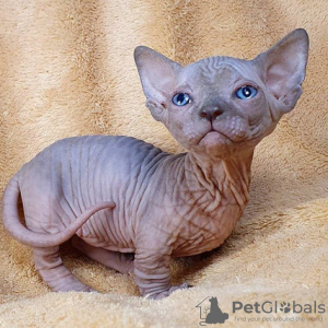 Foto №3. Entzückende Sphynx-Babys. USA