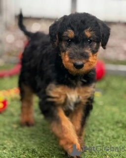 Foto №1. airedale terrier - zum Verkauf in der Stadt Торонто | 425€ | Ankündigung № 128871