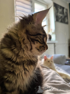 Foto №3. Adorables Gatitos Maine Coon Para un Nuevo Hogar. Spanien