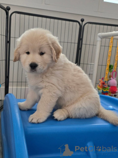 Foto №3. Wunderschöne Hunde des Golden Retriever auf der Suche nach einem Foyer für das. Frankreich
