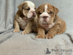 Foto №1. englische bulldogge - zum Verkauf in der Stadt Мадрид | 425€ | Ankündigung № 118669