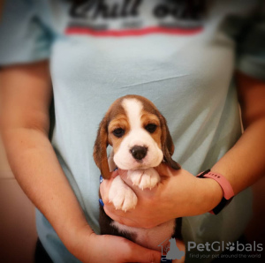 Foto №4. Ich werde verkaufen beagle in der Stadt Essen. quotient 	ankündigung - preis - 360€