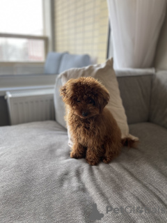 Foto №4. Ich werde verkaufen pudel (toy) in der Stadt Vienna. quotient 	ankündigung - preis - verhandelt