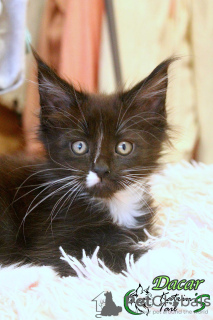 Foto №2 zu Ankündigung № 17928 zu verkaufen maine-coon-katze - einkaufen Russische Föderation quotient 	ankündigung, vom kindergarten, züchter