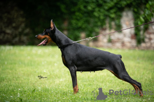 Foto №2 zu Ankündigung № 114771 zu verkaufen dobermann - einkaufen Serbien züchter