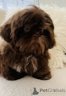 Foto №2 zu Ankündigung № 160287 zu verkaufen shih tzu - einkaufen USA quotient 	ankündigung