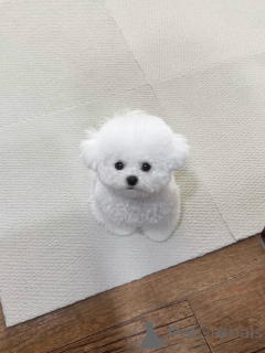 Foto №3. Reinrassige maltesische Welpen zu verkaufen, gesund, geimpft und bereit für ein. Deutschland