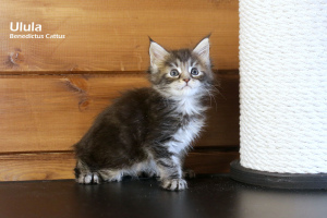 Foto №3. Maine Coon Mädchen Tortie Marmorfarbe. Weißrussland