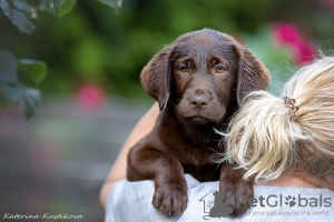 Foto №2 zu Ankündigung № 64565 zu verkaufen labrador retriever - einkaufen Russische Föderation züchter