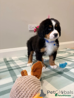 Foto №3. Berner Sennenhund-Welpen. Deutschland