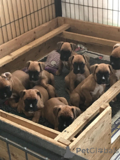 Foto №4. Ich werde verkaufen deutscher boxer in der Stadt Genk. quotient 	ankündigung, züchter - preis - 650€