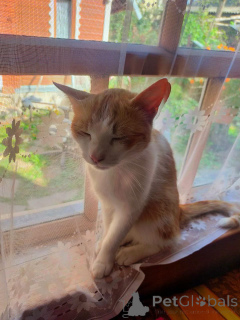 Foto №2 zu Ankündigung № 135921 zu verkaufen  - einkaufen Russische Föderation quotient 	ankündigung