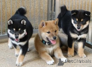 Foto №1. shiba - zum Verkauf in der Stadt Hegyeshalom | verhandelt | Ankündigung № 175014