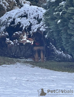 Foto №4. Ich werde verkaufen deutscher schäferhund in der Stadt Olecko. quotient 	ankündigung - preis - 1500€