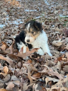 Foto №3. Drahthaar-Foxterrier-Welpen. Deutschland