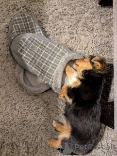 Foto №1. yorkshire terrier - zum Verkauf in der Stadt Chorokoitia | verhandelt | Ankündigung № 173358