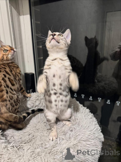 Foto №2 zu Ankündigung № 152663 zu verkaufen bengal katzenrasse - einkaufen Schweiz quotient 	ankündigung