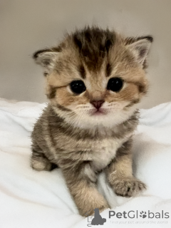 Foto №2 zu Ankündigung № 136313 zu verkaufen schottische faltohrkatze - einkaufen Frankreich züchter