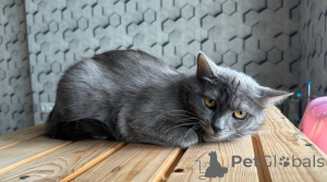 Foto №1.  - zum Verkauf in der Stadt Москва | Frei | Ankündigung № 140886