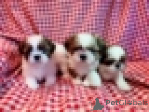Foto №2 zu Ankündigung № 160992 zu verkaufen shih tzu - einkaufen Österreich 