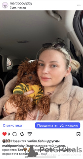 Foto №4. Ich werde verkaufen maltipu in der Stadt Minsk. vom kindergarten - preis - 1744€