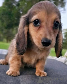 Foto №4. Ich werde verkaufen mischlingshund in der Stadt Ettlingen. quotient 	ankündigung - preis - 580€