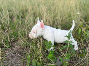 Zusätzliche Fotos: Miniatur-Bullterrier FCI