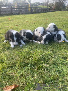 Foto №2 zu Ankündigung № 77813 zu verkaufen border collie - einkaufen USA quotient 	ankündigung