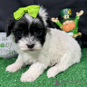 Foto №2 zu Ankündigung № 165218 zu verkaufen maltipu - einkaufen Rumänien züchter