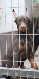 Foto №2 zu Ankündigung № 54415 zu verkaufen dobermann - einkaufen Serbien züchter