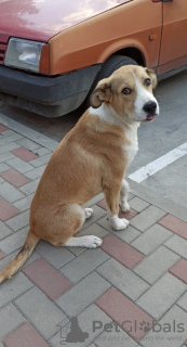 Foto №2 zu Ankündigung № 7515 zu verkaufen mischlingshund - einkaufen Russische Föderation quotient 	ankündigung