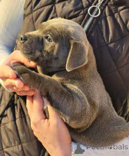 Foto №4. Ich werde verkaufen staffordshire bull terrier in der Stadt Fijnaart. quotient 	ankündigung - preis - verhandelt