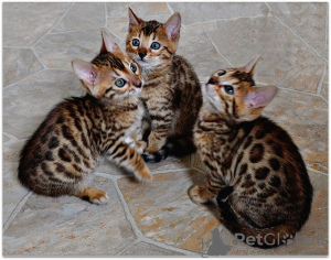 Foto №1.  - zum Verkauf in der Stadt Berlin | Frei | Ankündigung № 133425