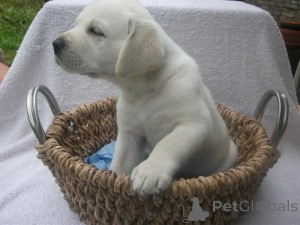 Foto №1. golden retriever - zum Verkauf in der Stadt Мальмё | 319€ | Ankündigung № 143863