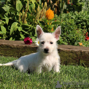 Foto №2 zu Ankündigung № 44772 zu verkaufen west highland white terrier - einkaufen Deutschland 