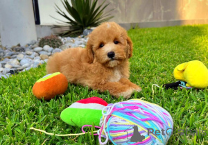 Foto №3. Süße Maltipoos für neue Häuser erhältlich. Deutschland