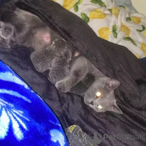 Foto №1. britisch kurzhaar - zum Verkauf in der Stadt Halle (Saale) | 380€ | Ankündigung № 167270