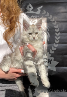 Foto №4. Ich werde verkaufen maine-coon-katze in der Stadt Москва. vom kindergarten - preis - 1594€