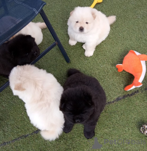 Foto №1. chow-chow - zum Verkauf in der Stadt Gaver | 500€ | Ankündigung № 159424