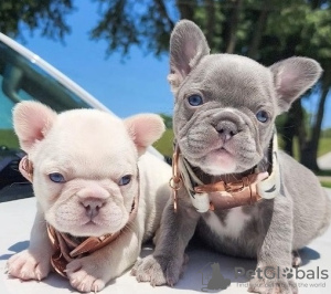 Foto №1. französische bulldogge - zum Verkauf in der Stadt Paris | verhandelt | Ankündigung № 82167