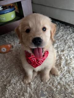 Foto №2 zu Ankündigung № 158757 zu verkaufen golden retriever - einkaufen Deutschland züchter